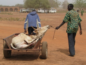 02 Transport De Zebu Sur Courte Distance
